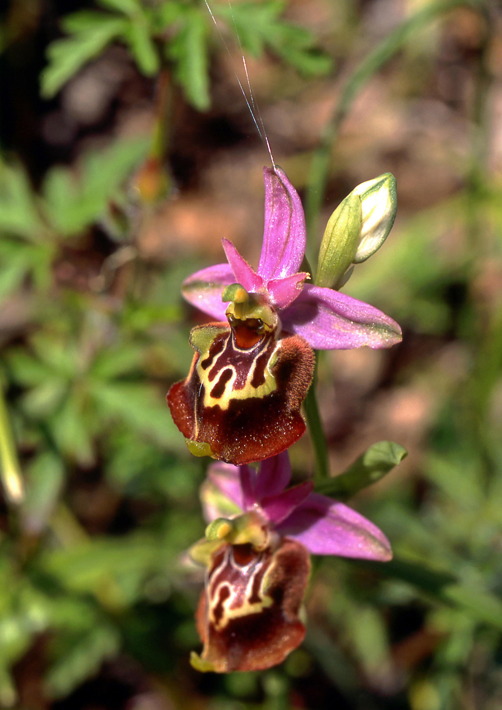 Ophrys sp.