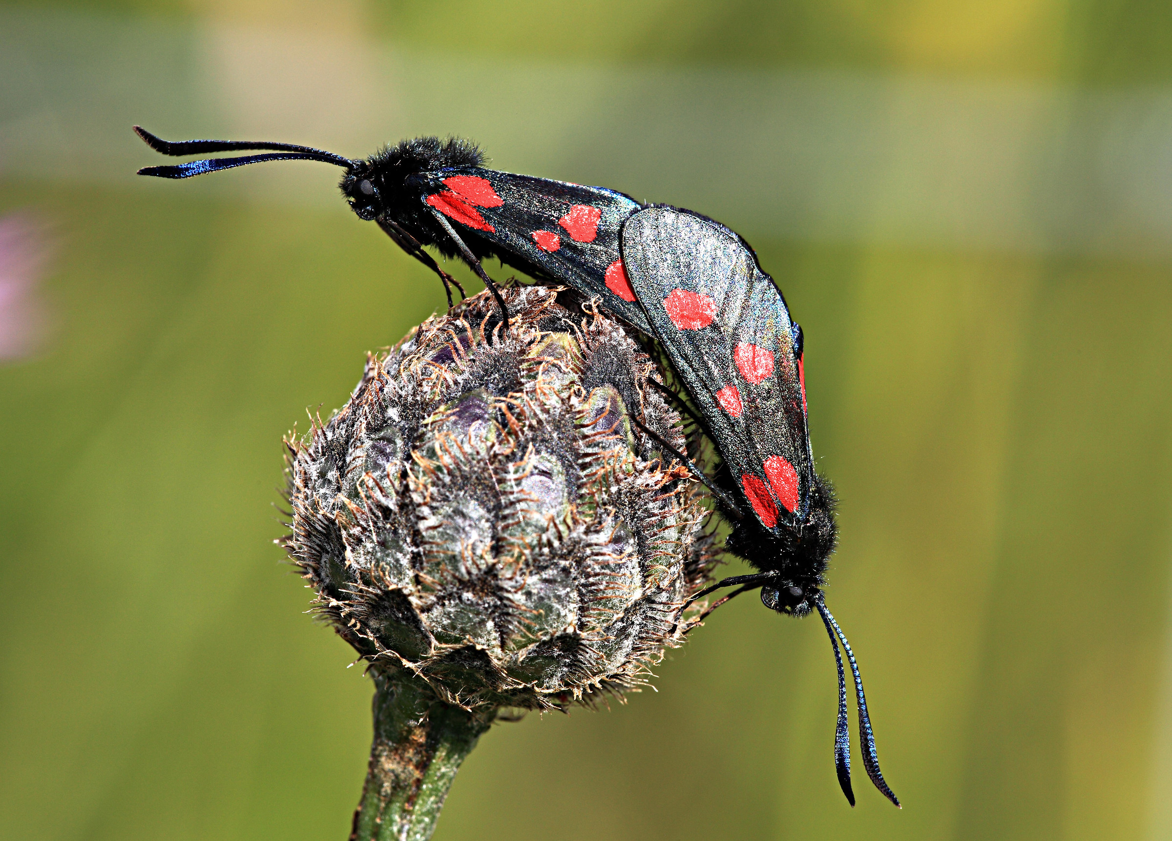 Six spot burnet