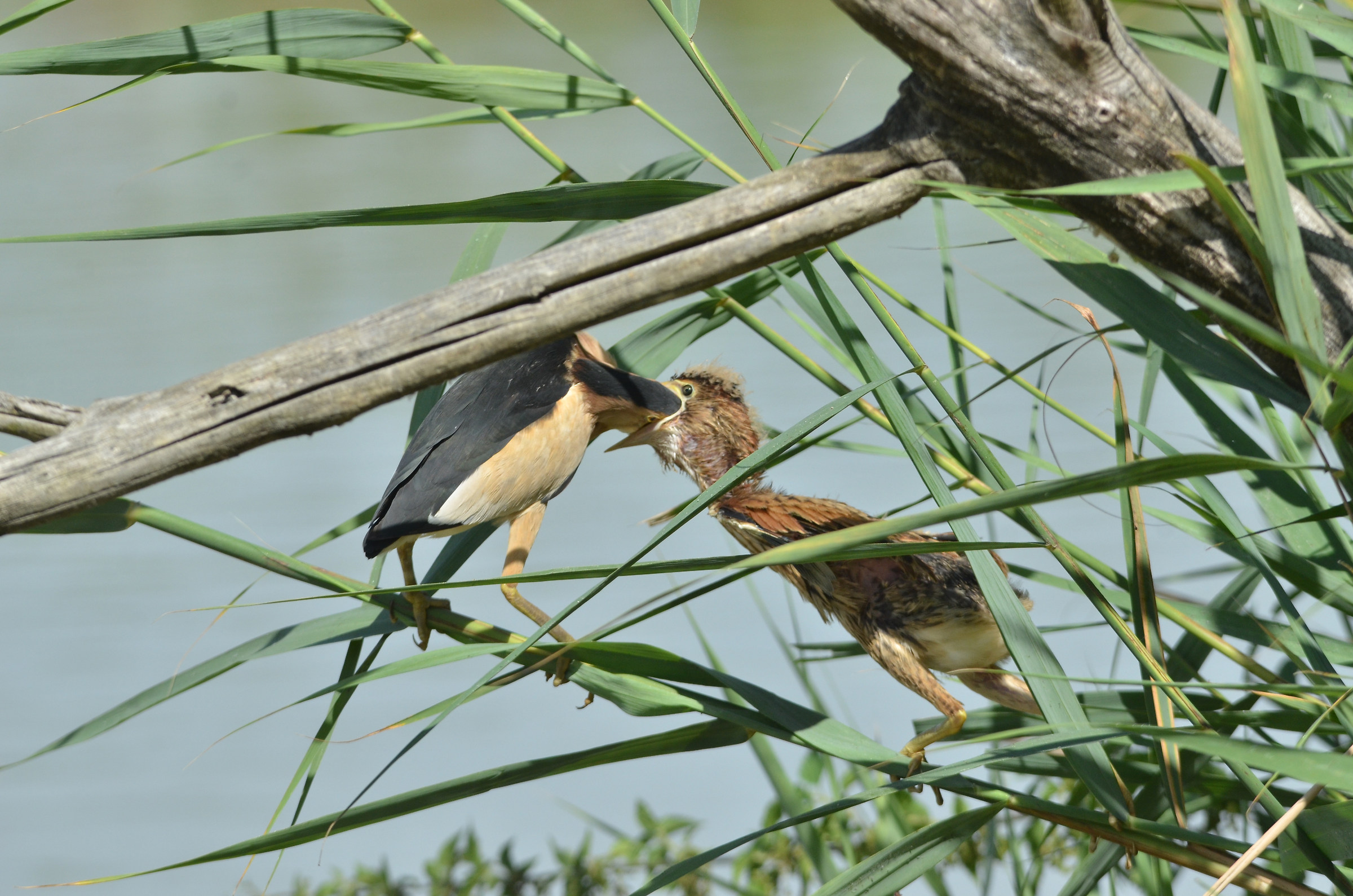 here's how dad bittern feeds the pullo
