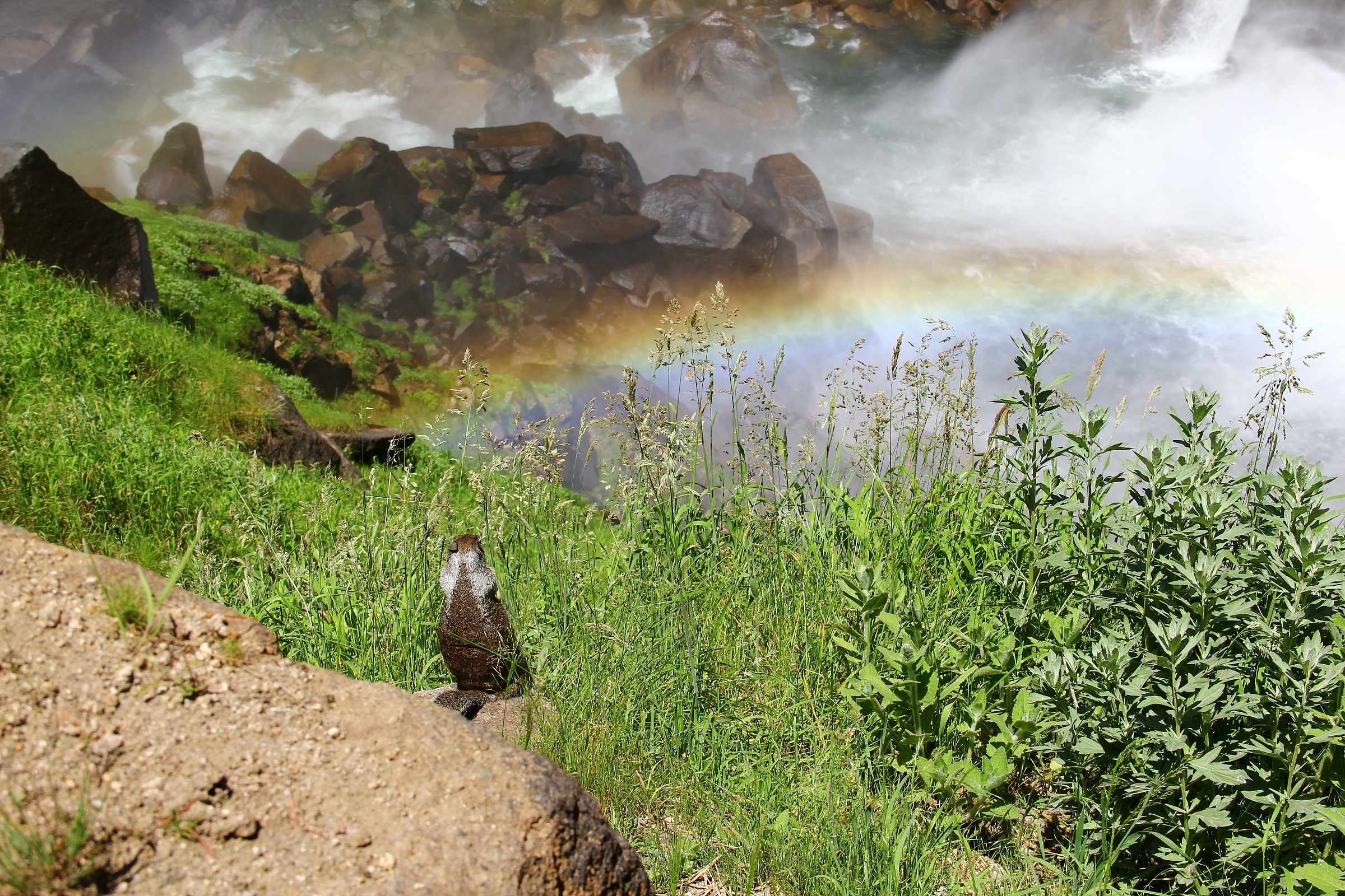 Scoiattolo in contemplazione