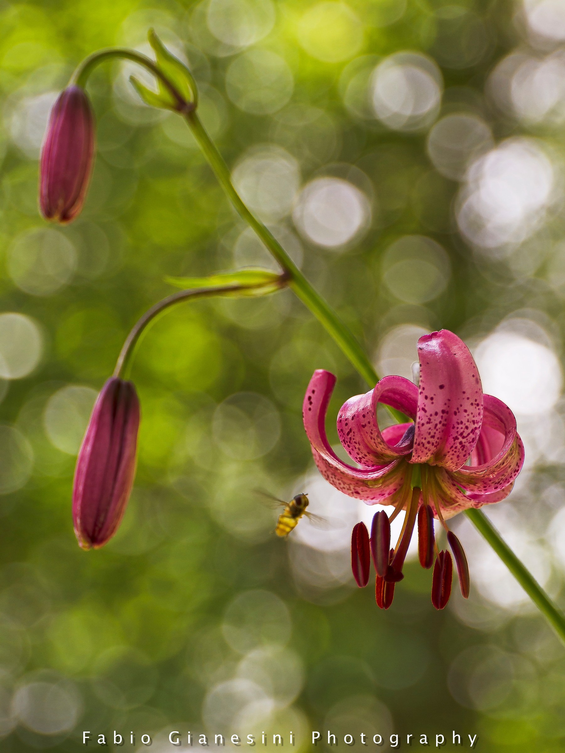 Martagon lily
