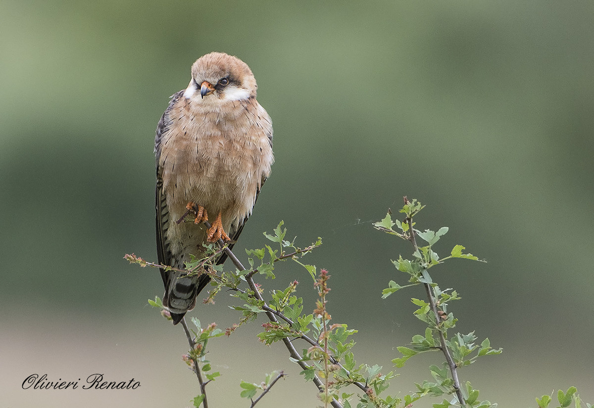 Cuckoo female hawk (hawk Vespertinus)