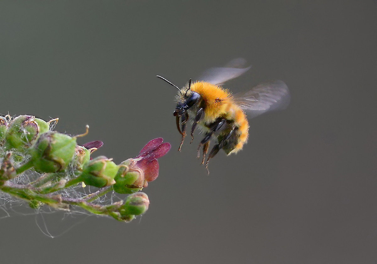 arrivo al fiore