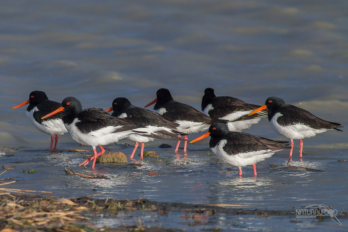 Oystercatcher in Prato ...: D