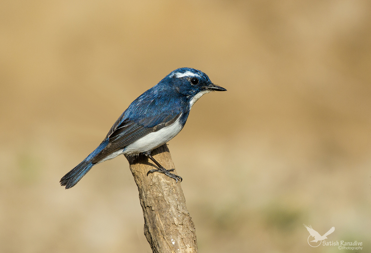 Ultramarine Flycatcher.