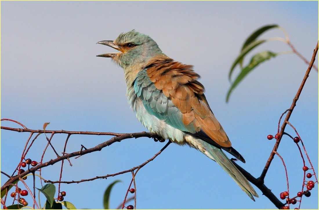 ghiandaia marina,,canon 300mm + 1.4,, monopiede