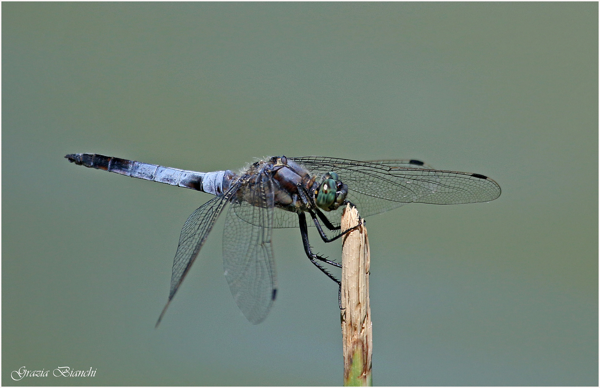 Libellula