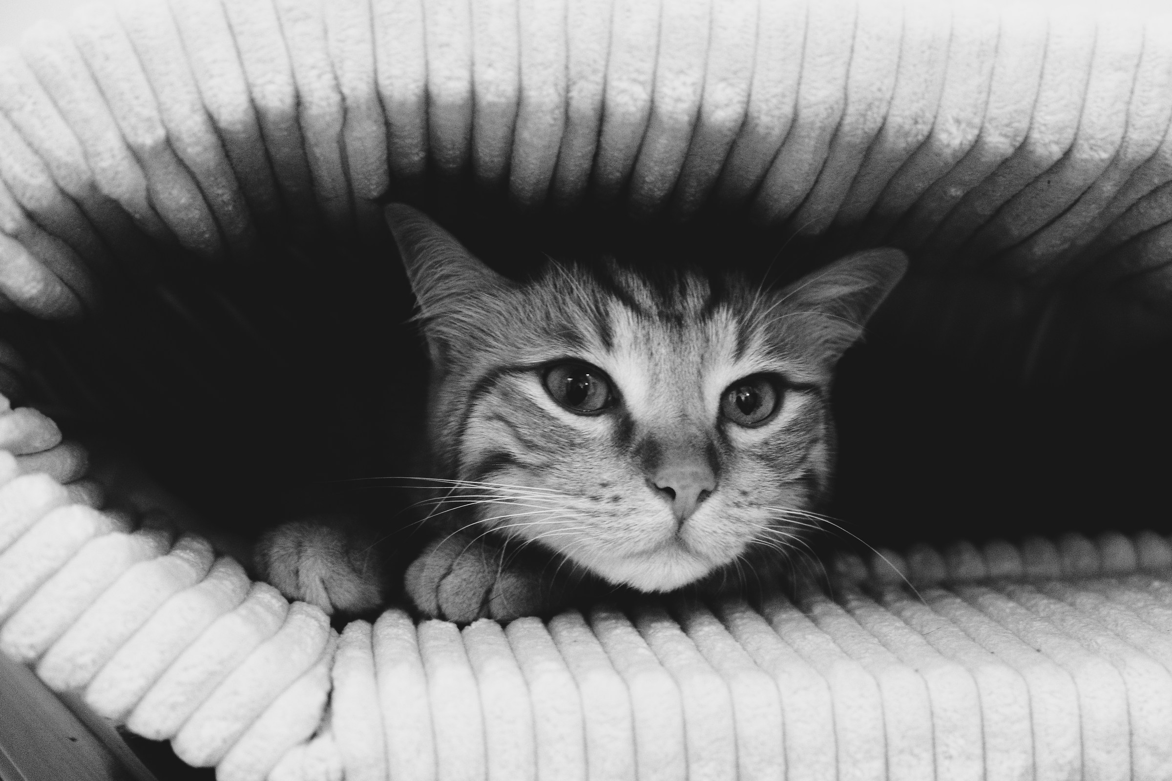 I am NOT afraid of thunder ...