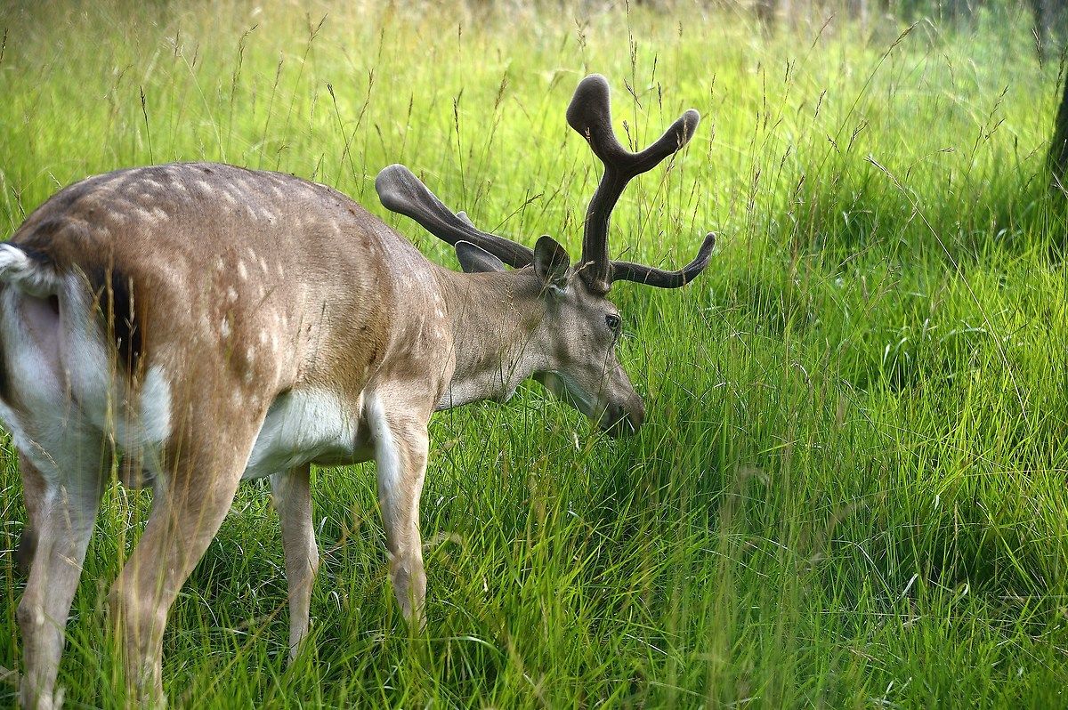 Incontri ravvicinati