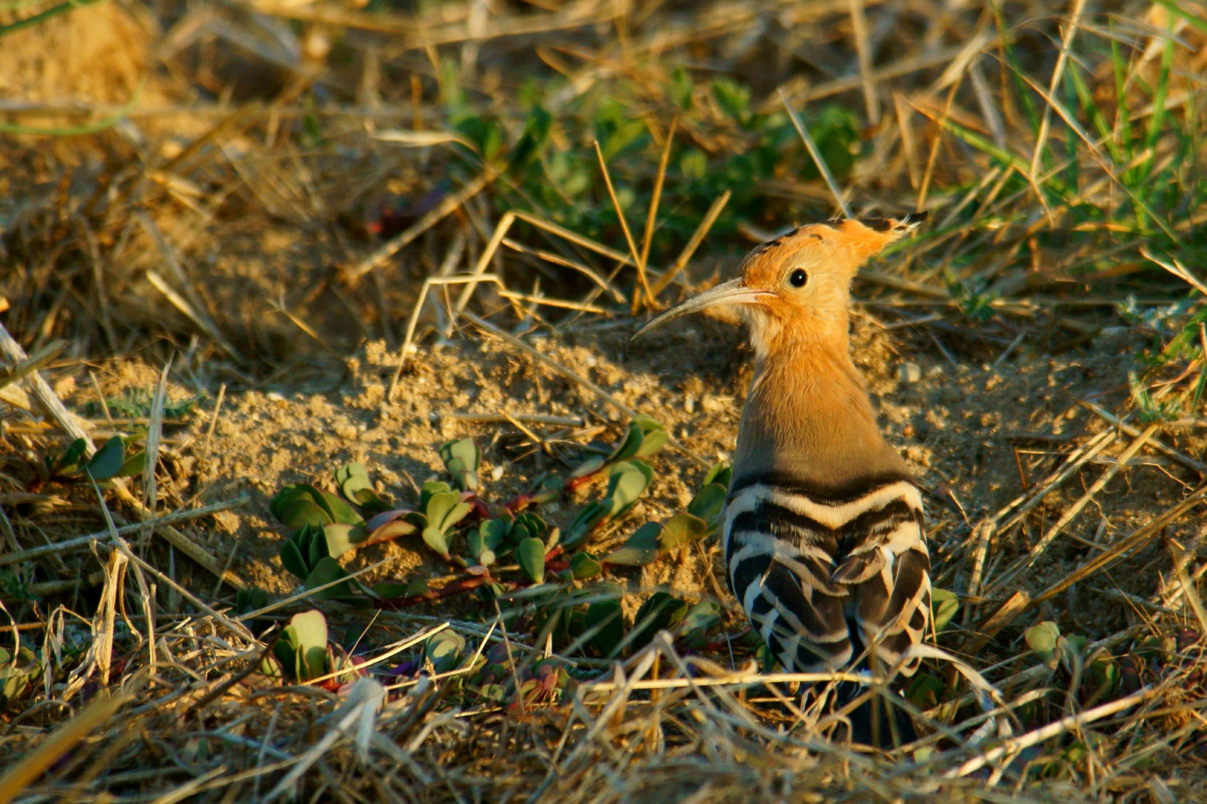 Hoopoe