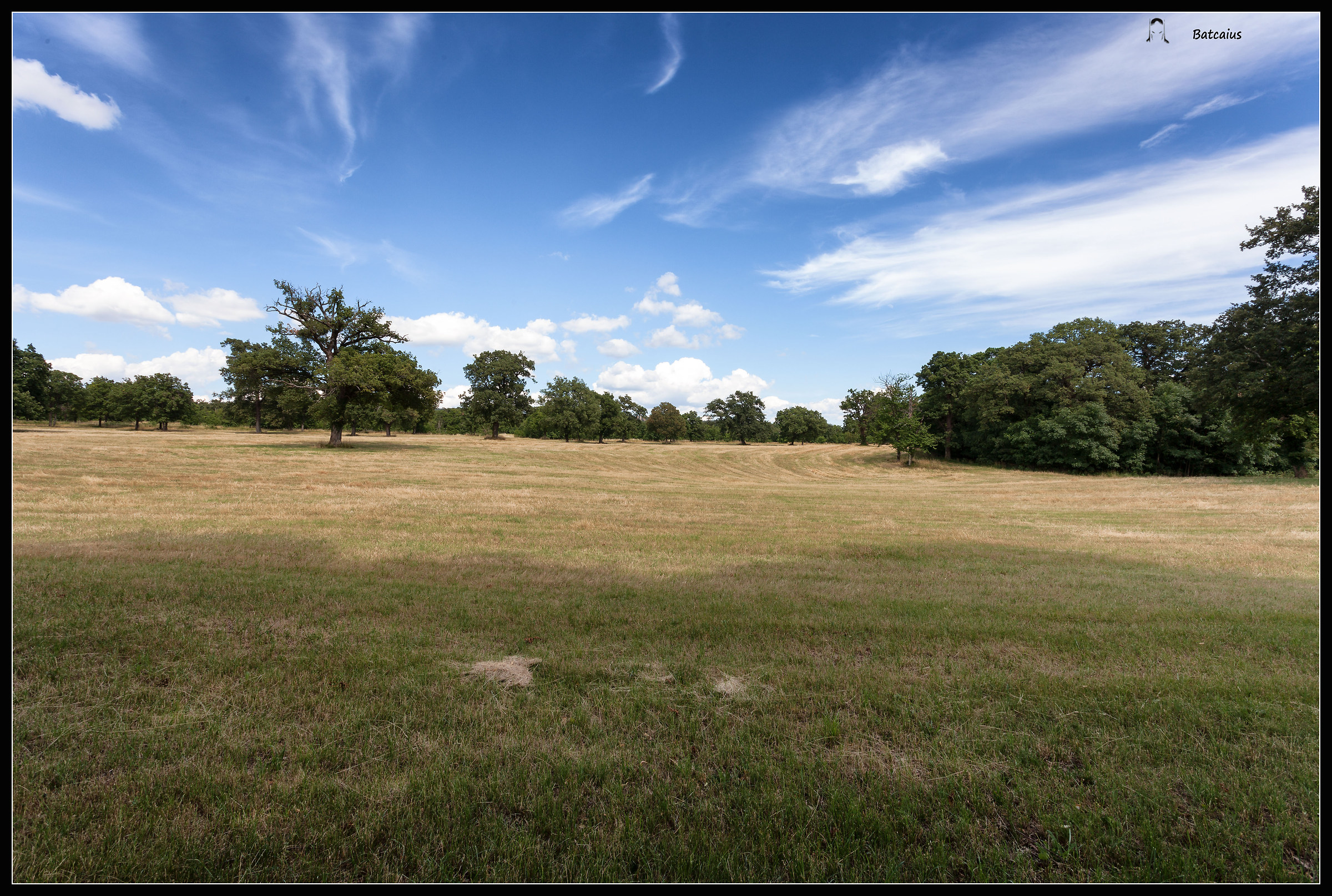 Afternoon Lipizzaner