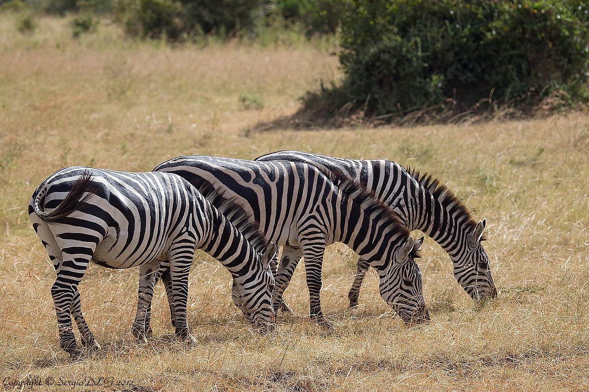 Grant's zebras