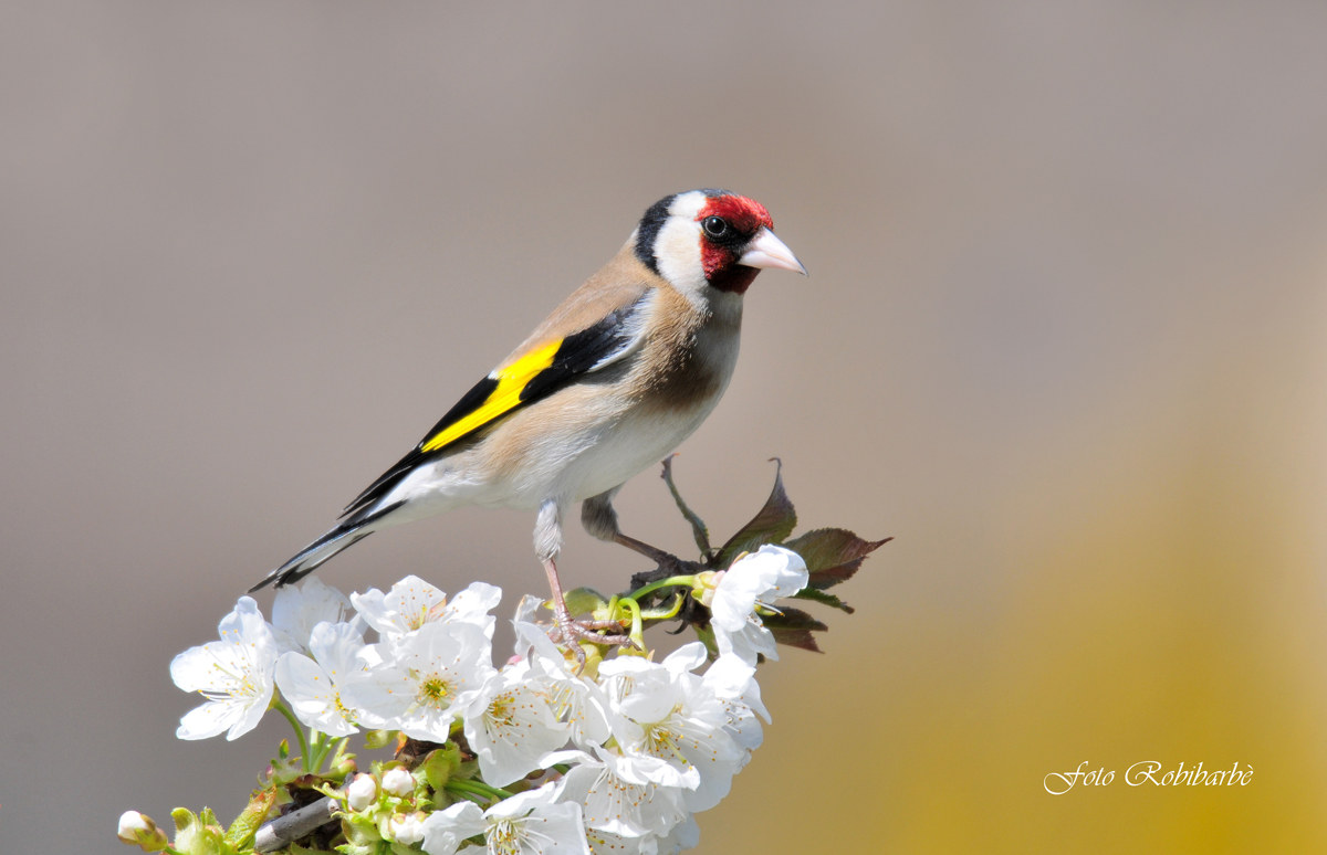 Goldfinch ...