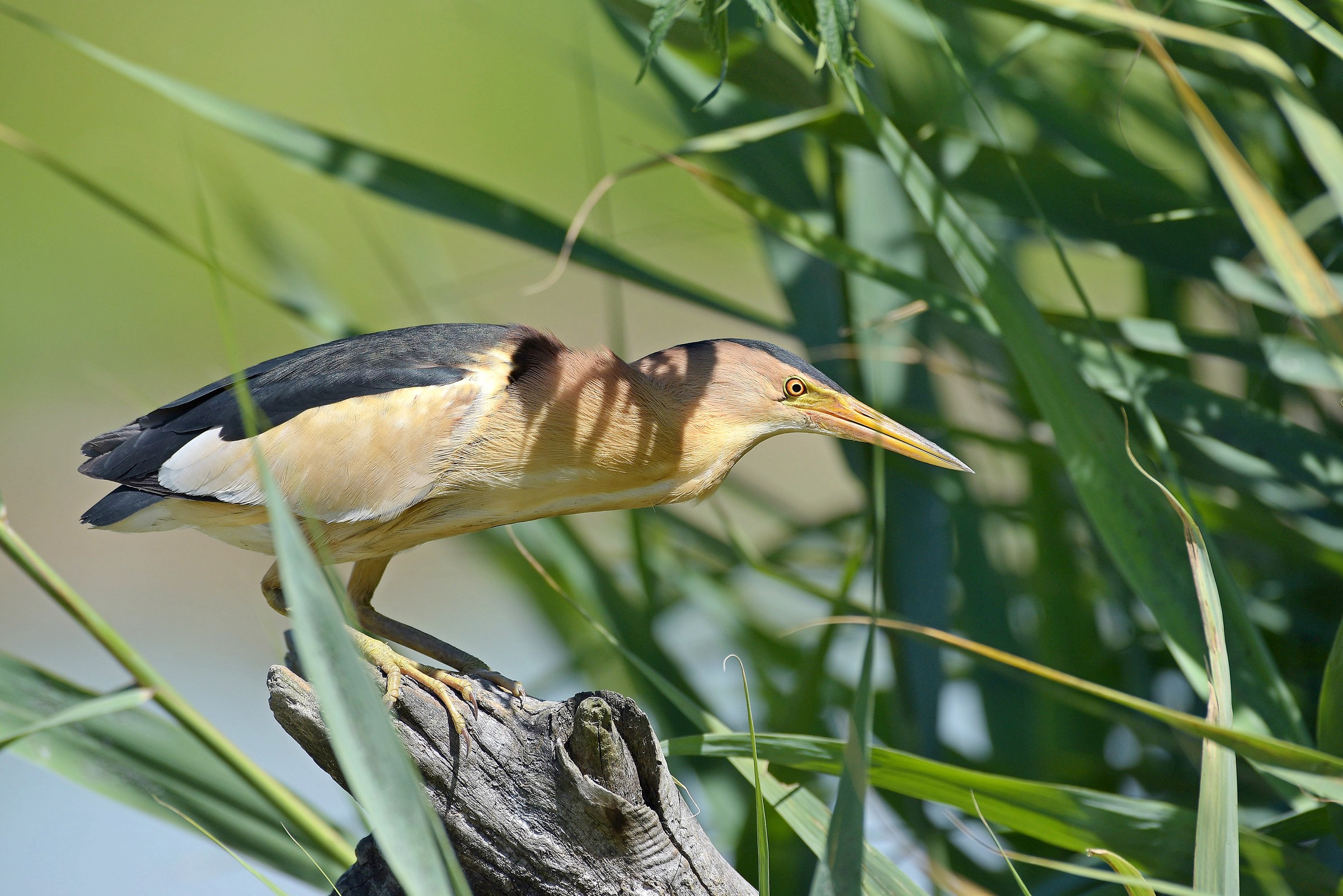 Bittern!