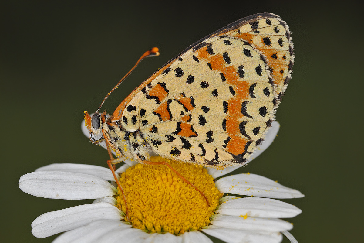 Melitaea su fiore
