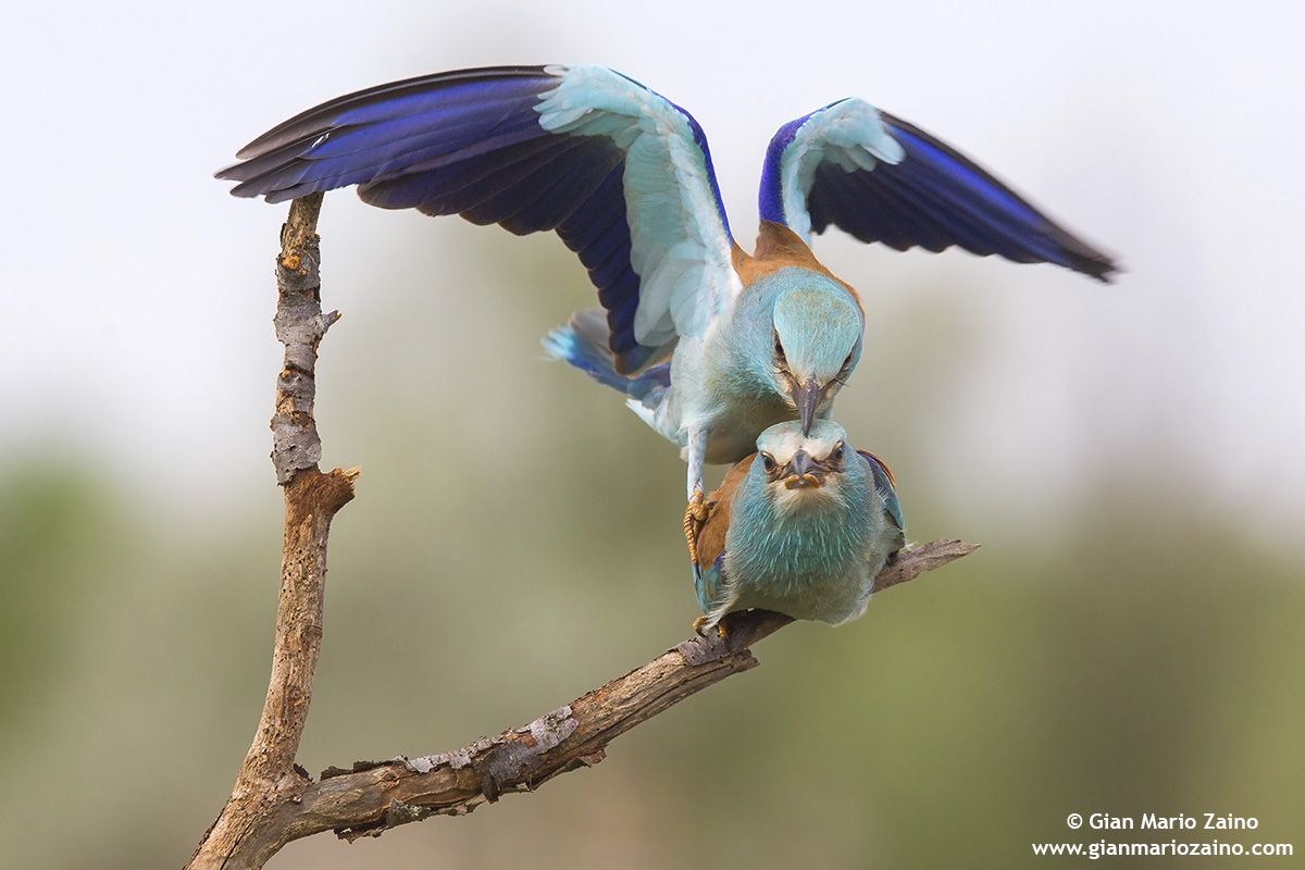 Coracias garrulus / Ghiandaia marina