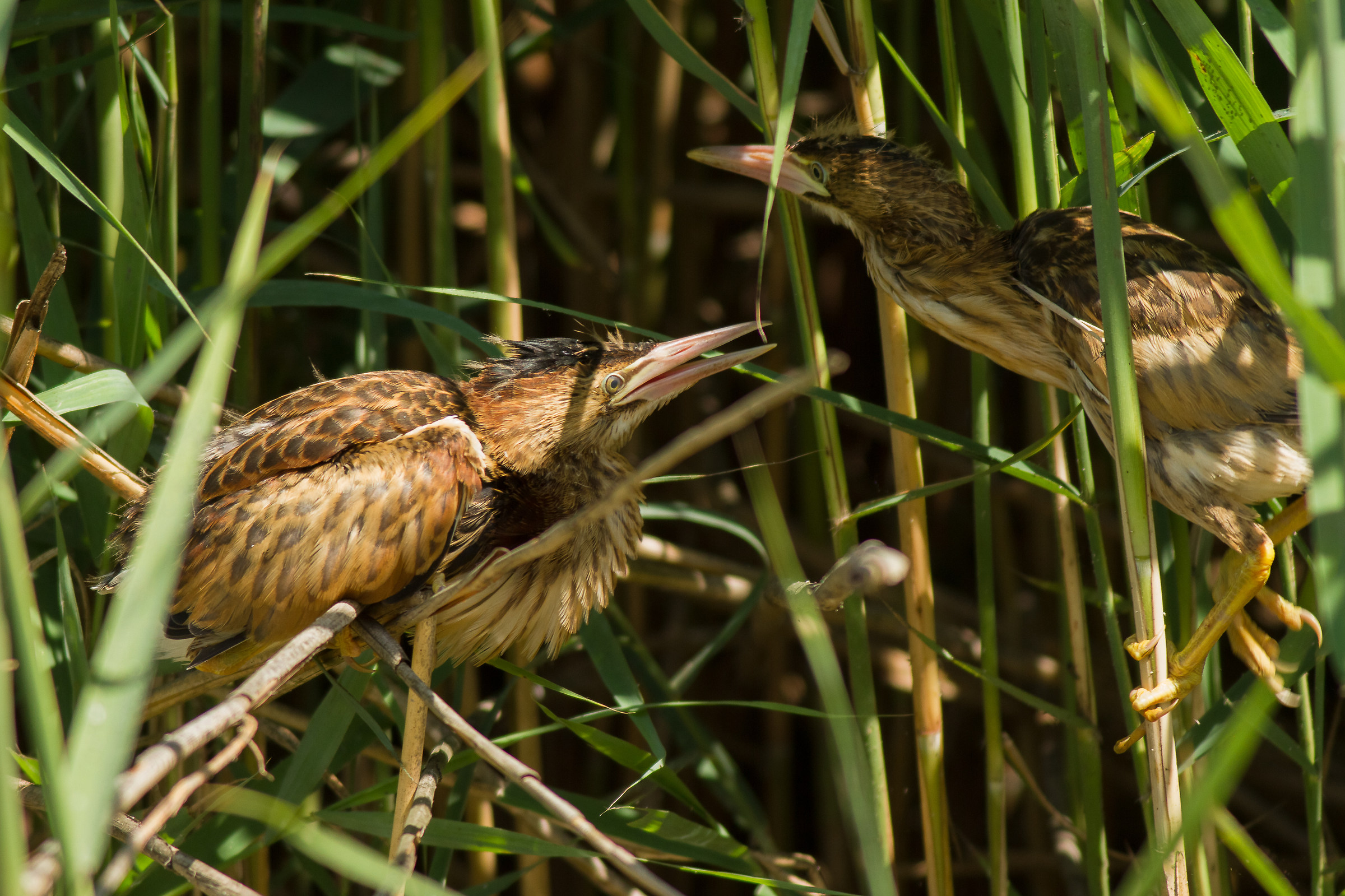 piccoli di tarabusino