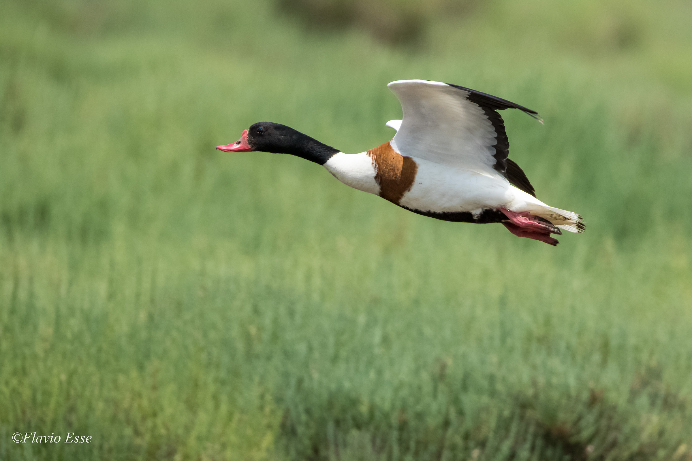 Shelduck