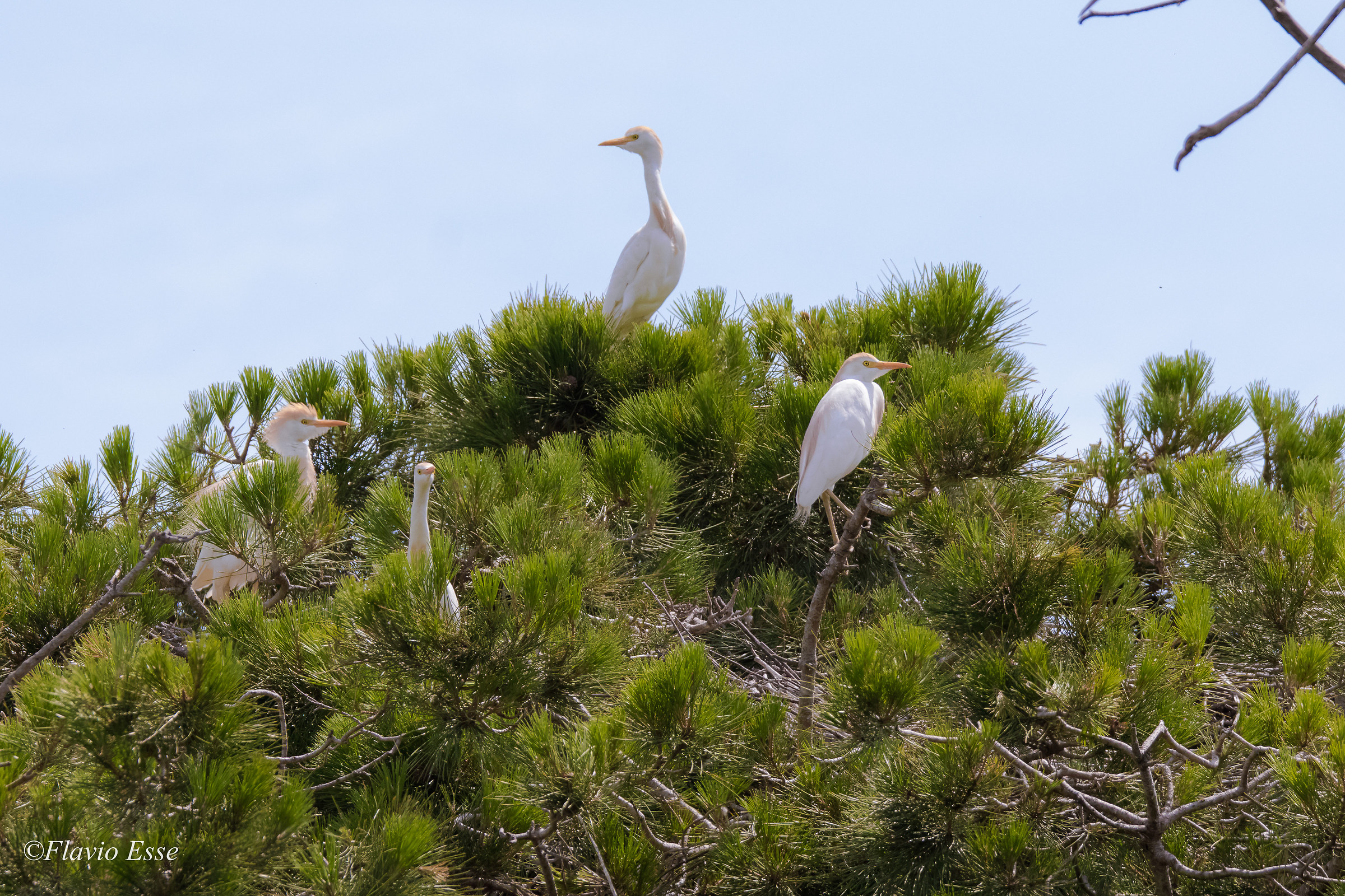 Egrets