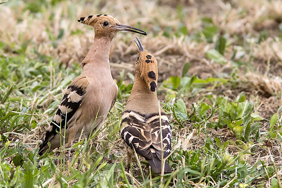 Hoopoe with small