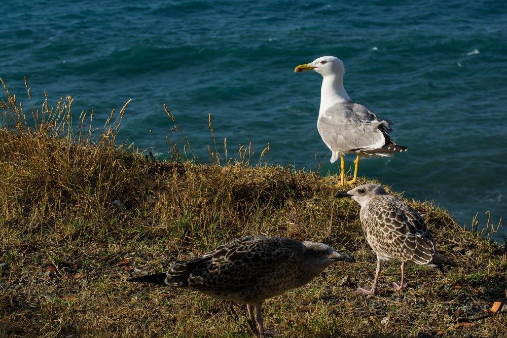 gabbiano reale con prole