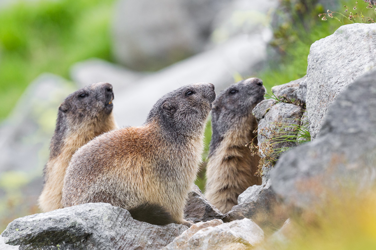 La famigliola curiosa...