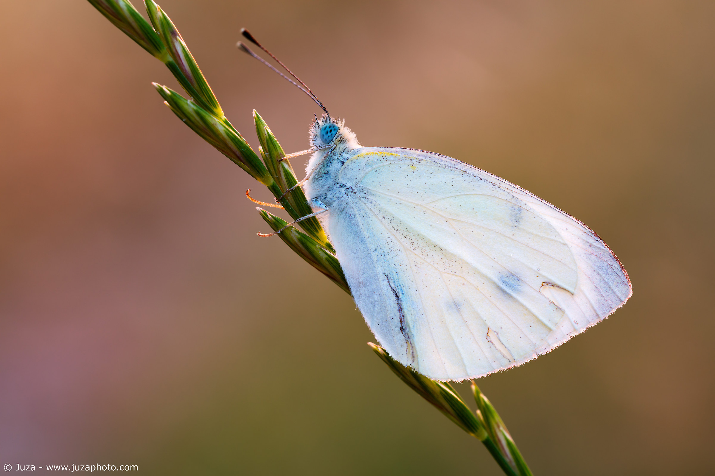 Pieris brassicae - Canon 5Ds sample, 50 megapixels