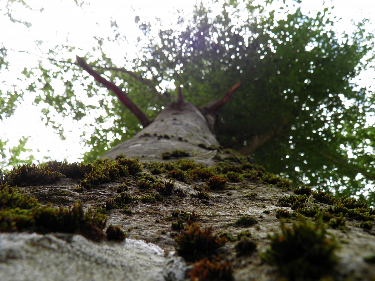 Petronà, Catanzaro-sila, la vita