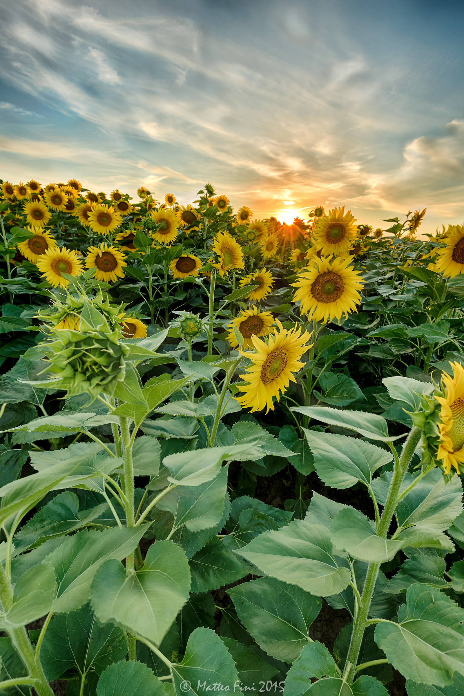 Sunflowers at Sunset