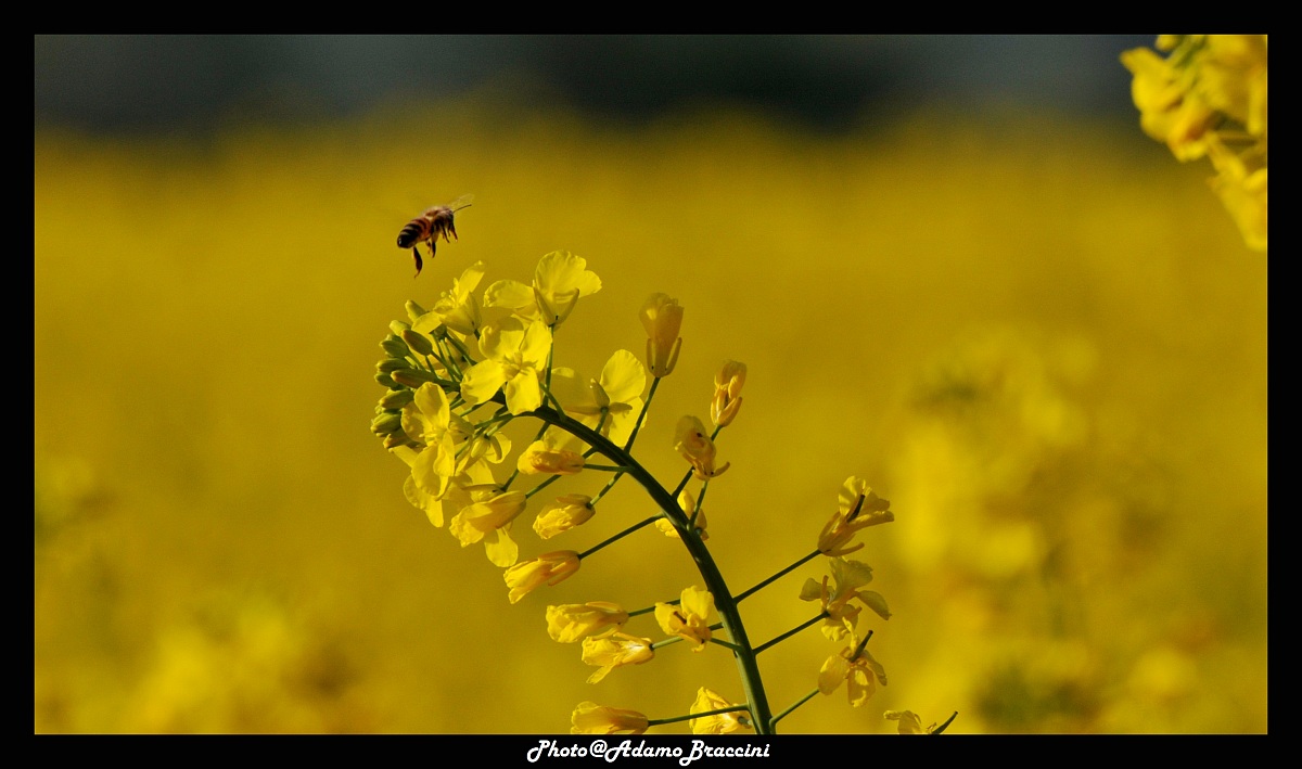 Passaggio da Verrone 1