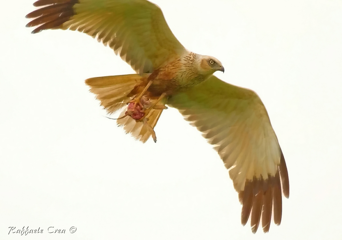 Falco di Palude Maschio