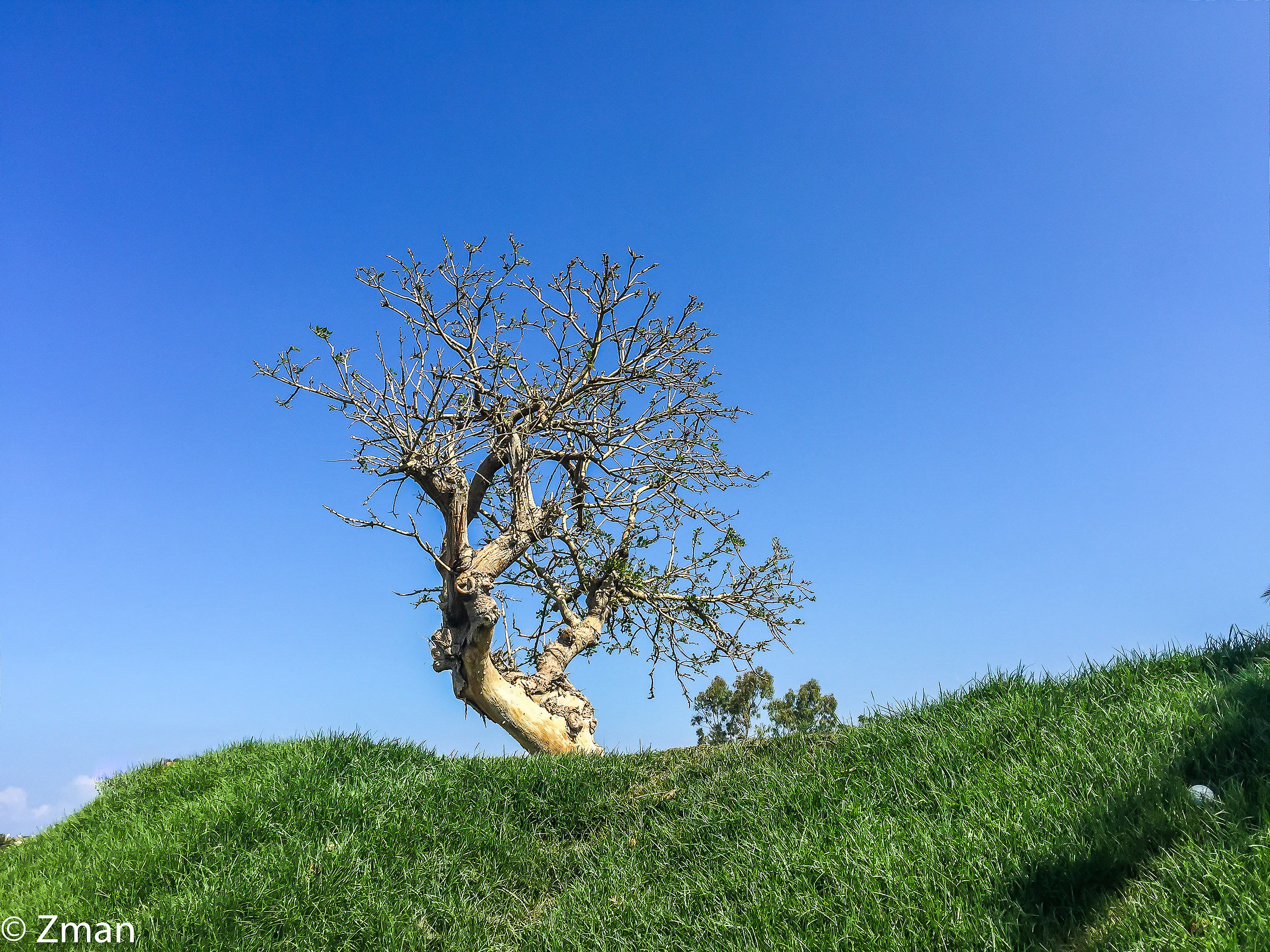 The Lord of the Hill