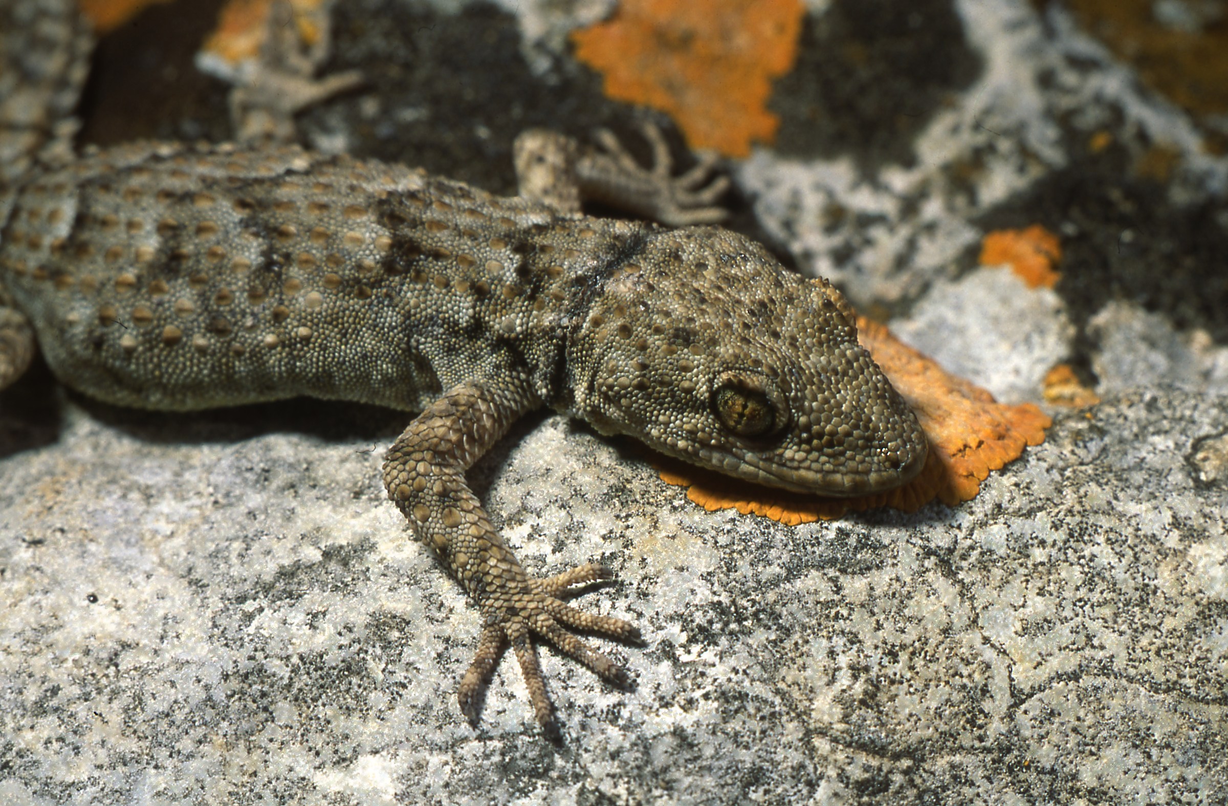 Cyrtopodion kotschyi