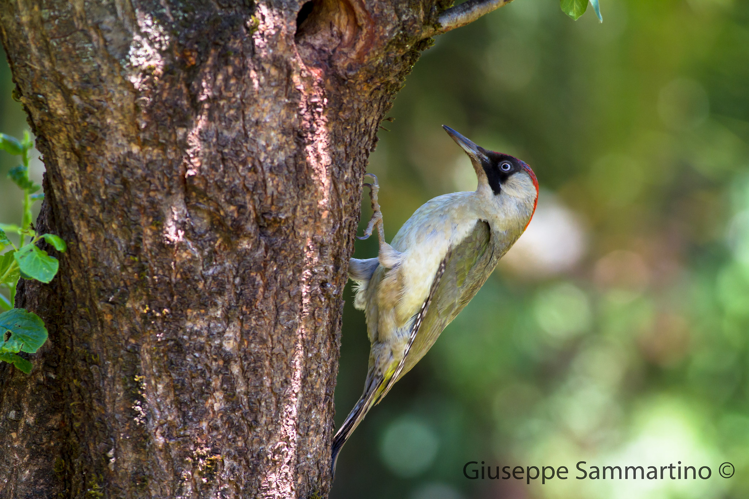 Green Woodpecker female