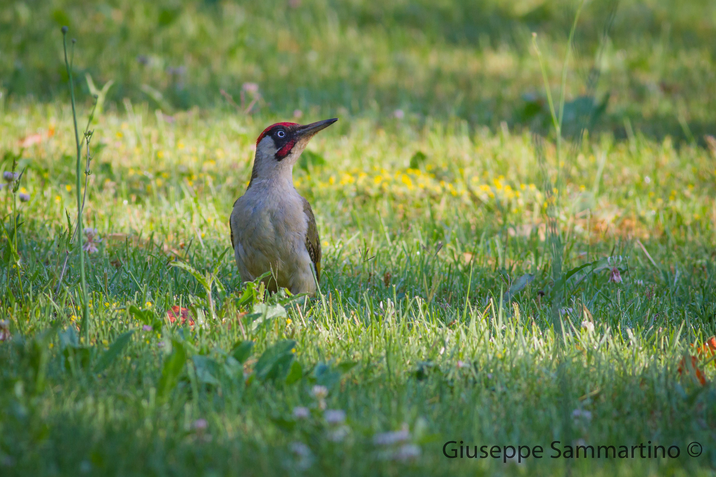 Green Woodpecker male