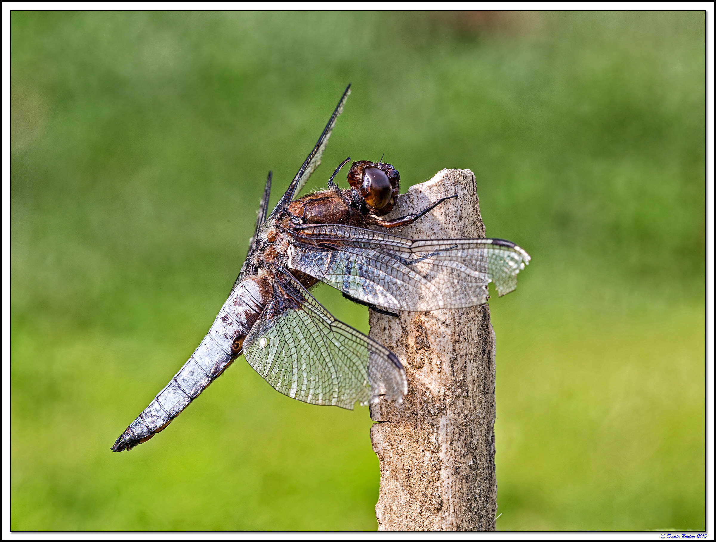 Libellula Depressa Maschio