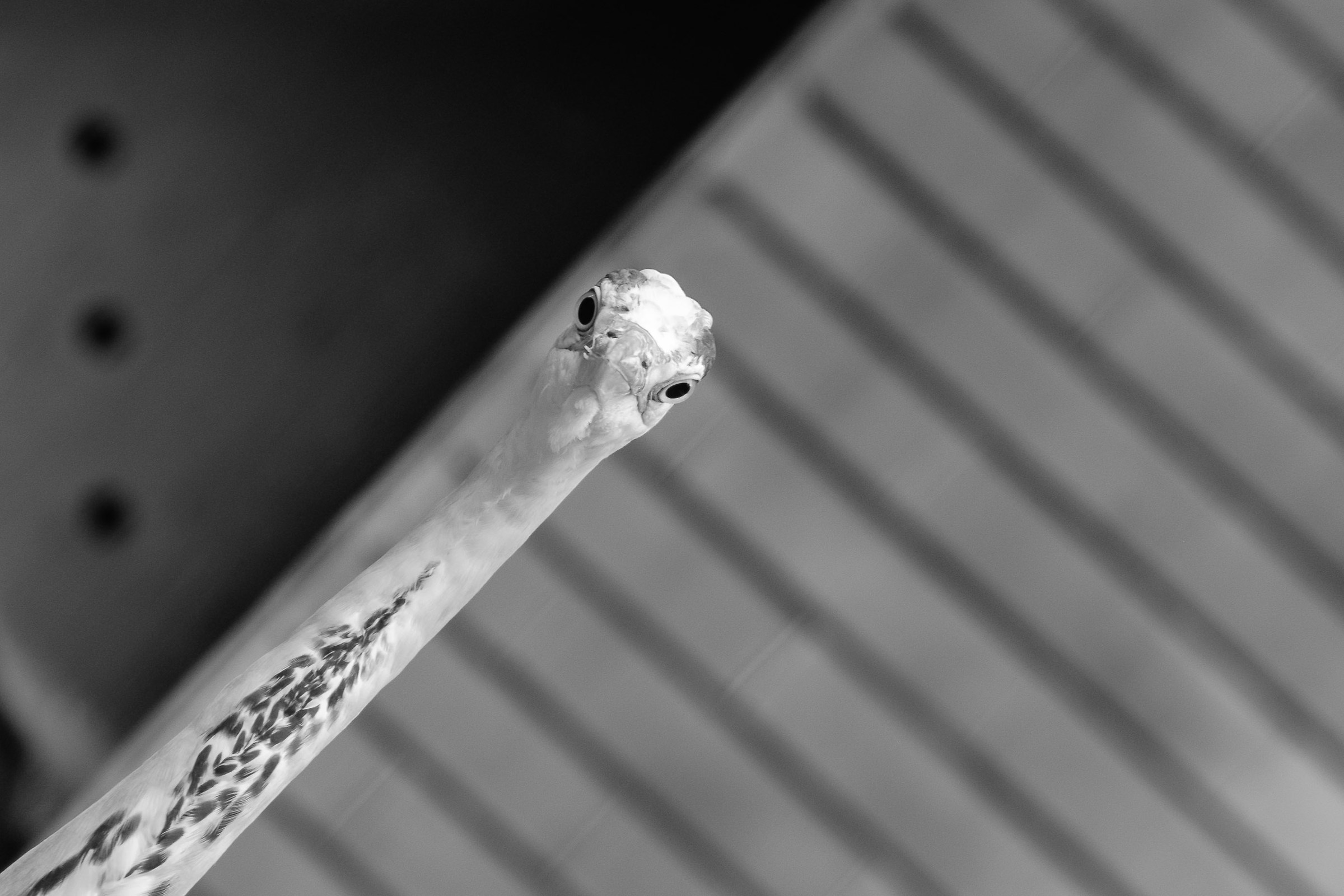 heron diagonal......................