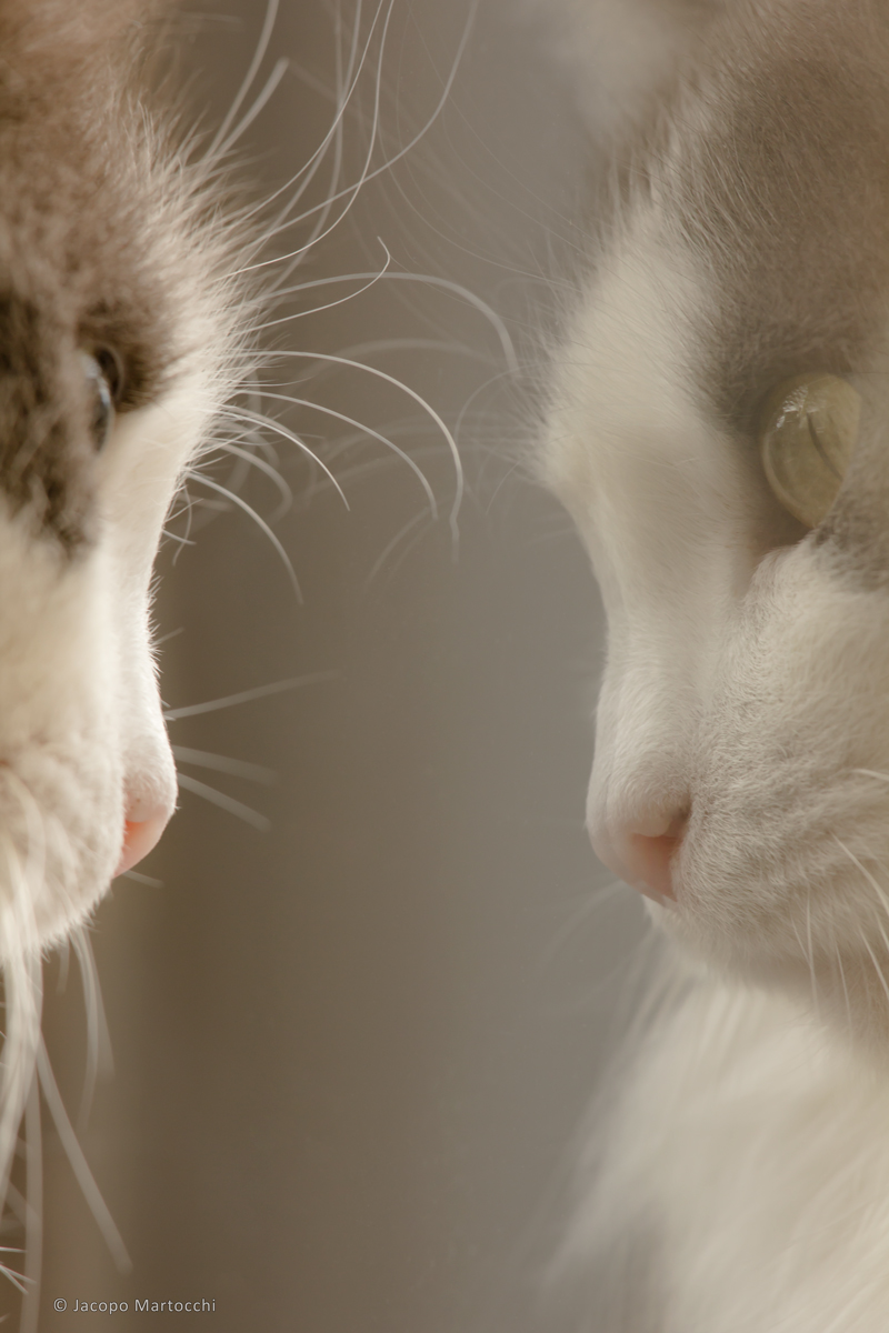 Perdersi nella riflessione