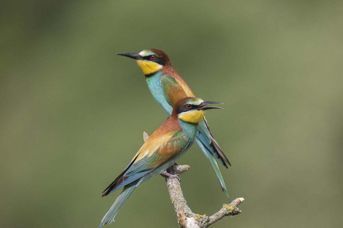 Bee-eaters