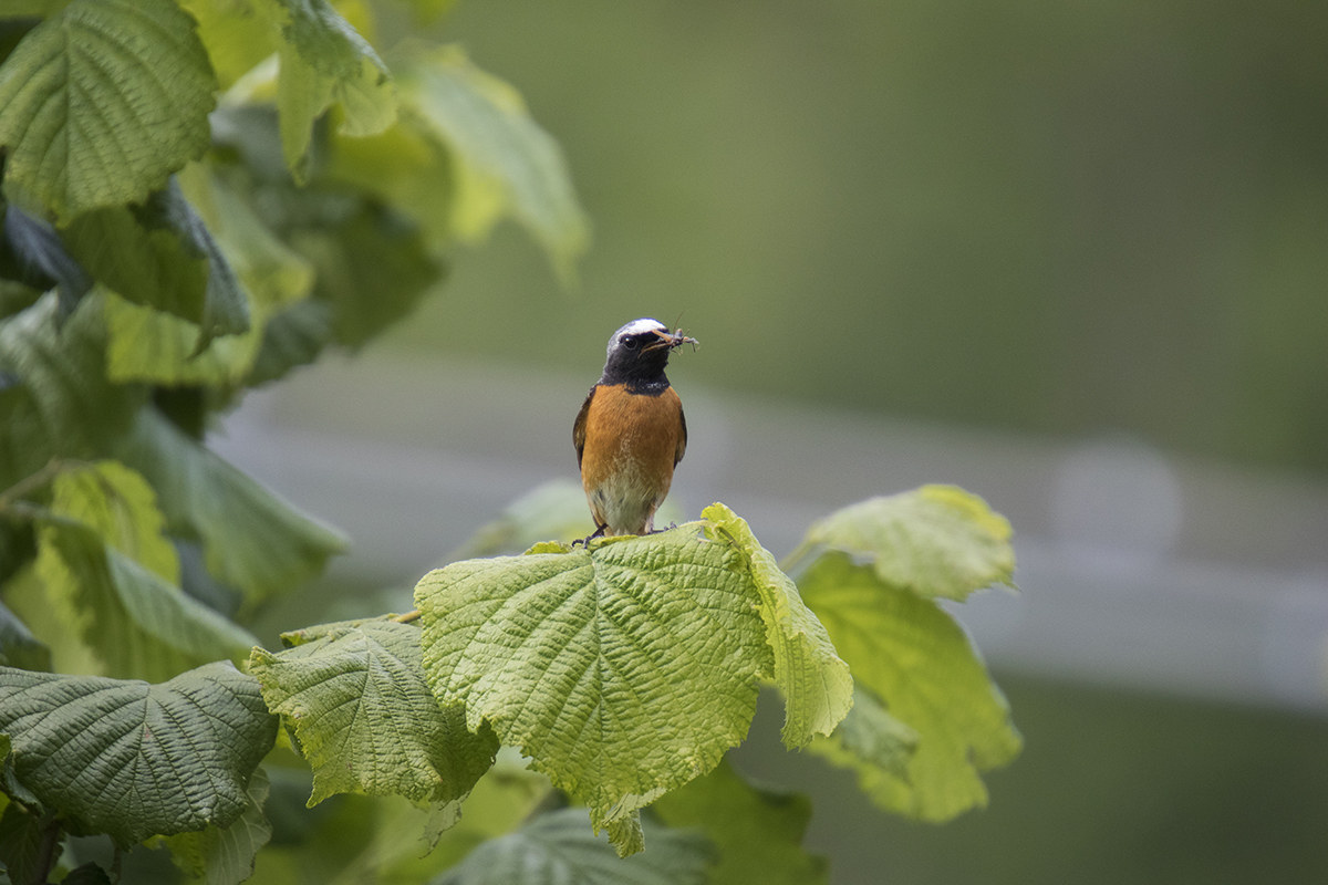Chimney sweep Redstart