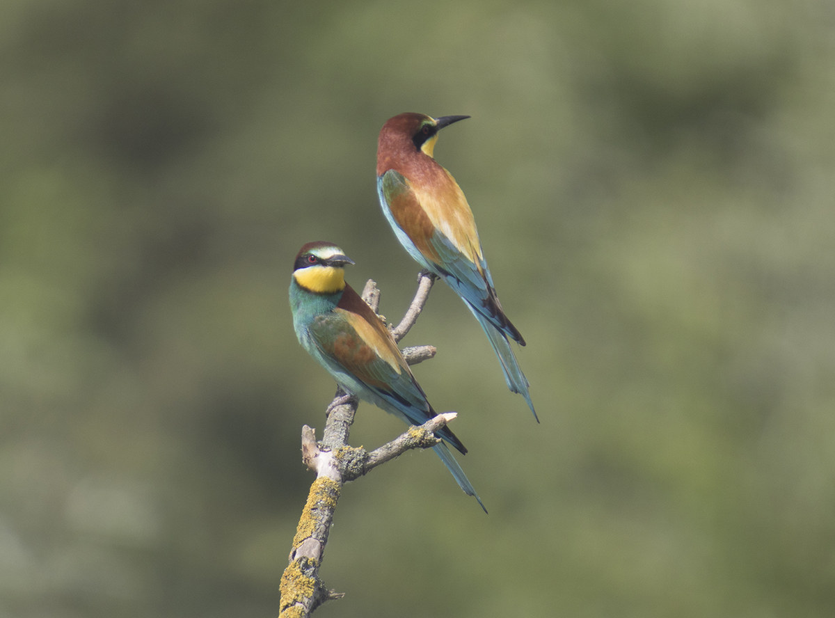 Bee-eaters