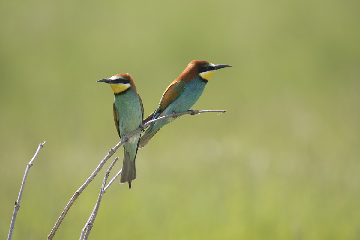 Bee-eaters