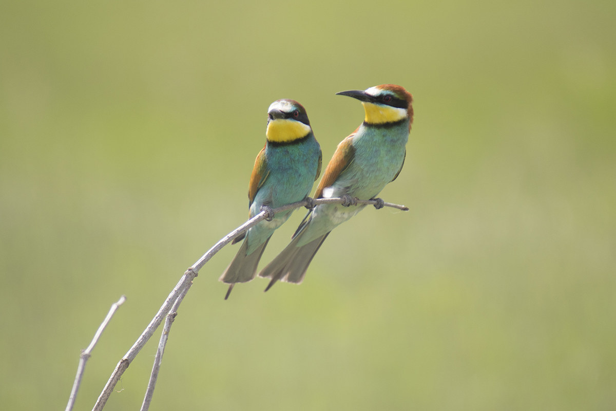 Bee-eaters