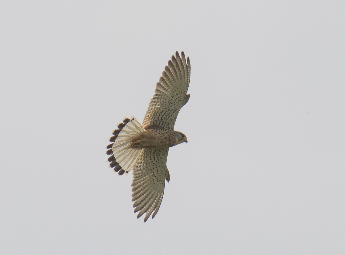 Kestrel