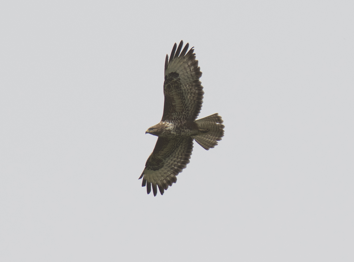 Buzzard