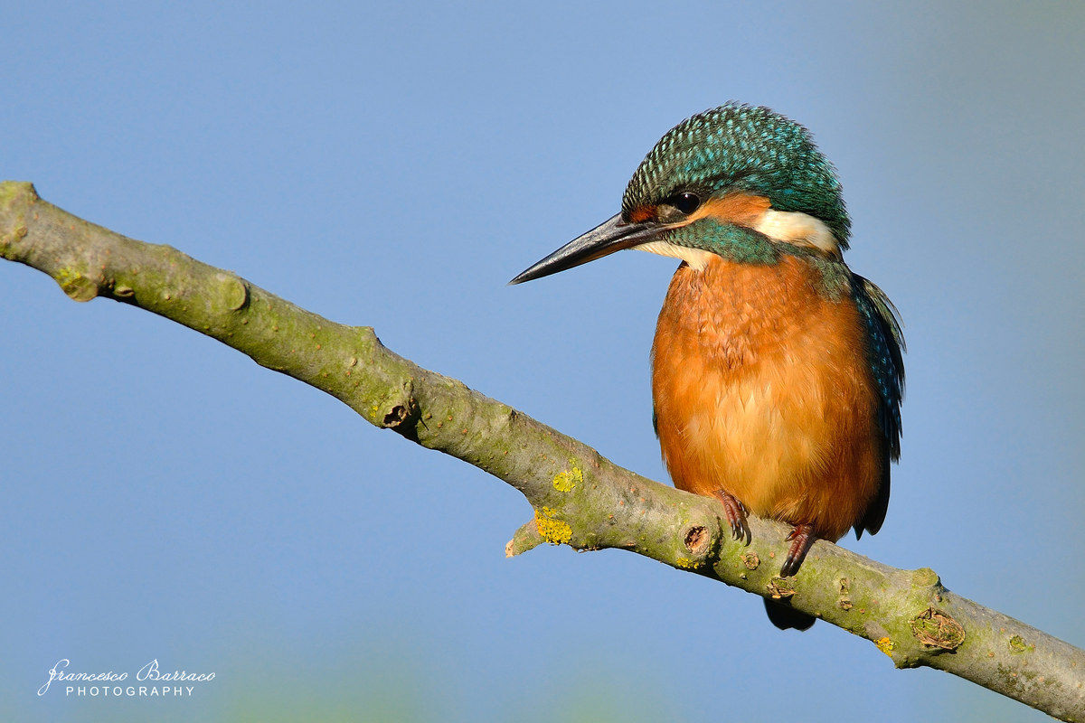 Kingfisher