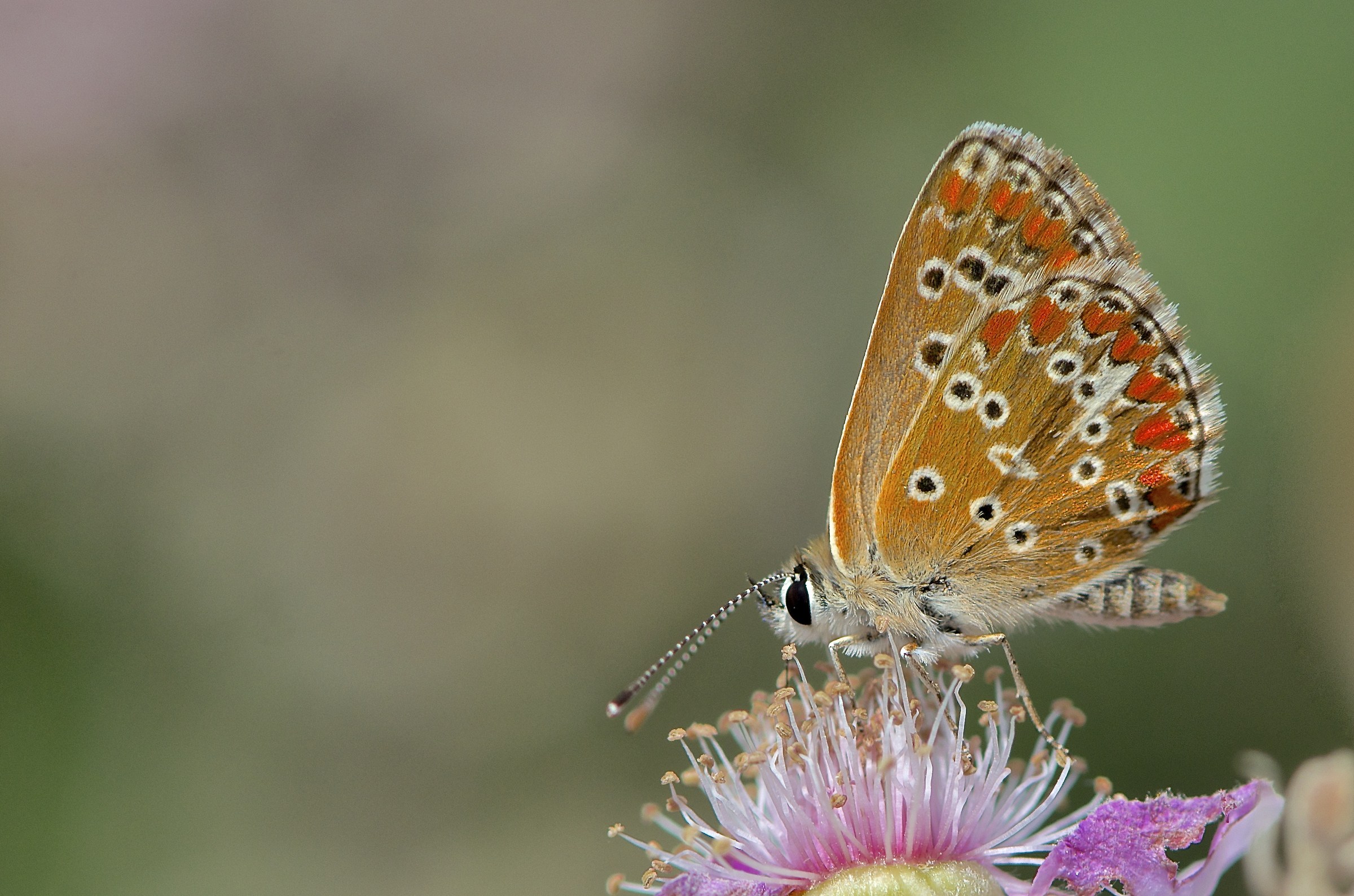 Aricia agestis cramera