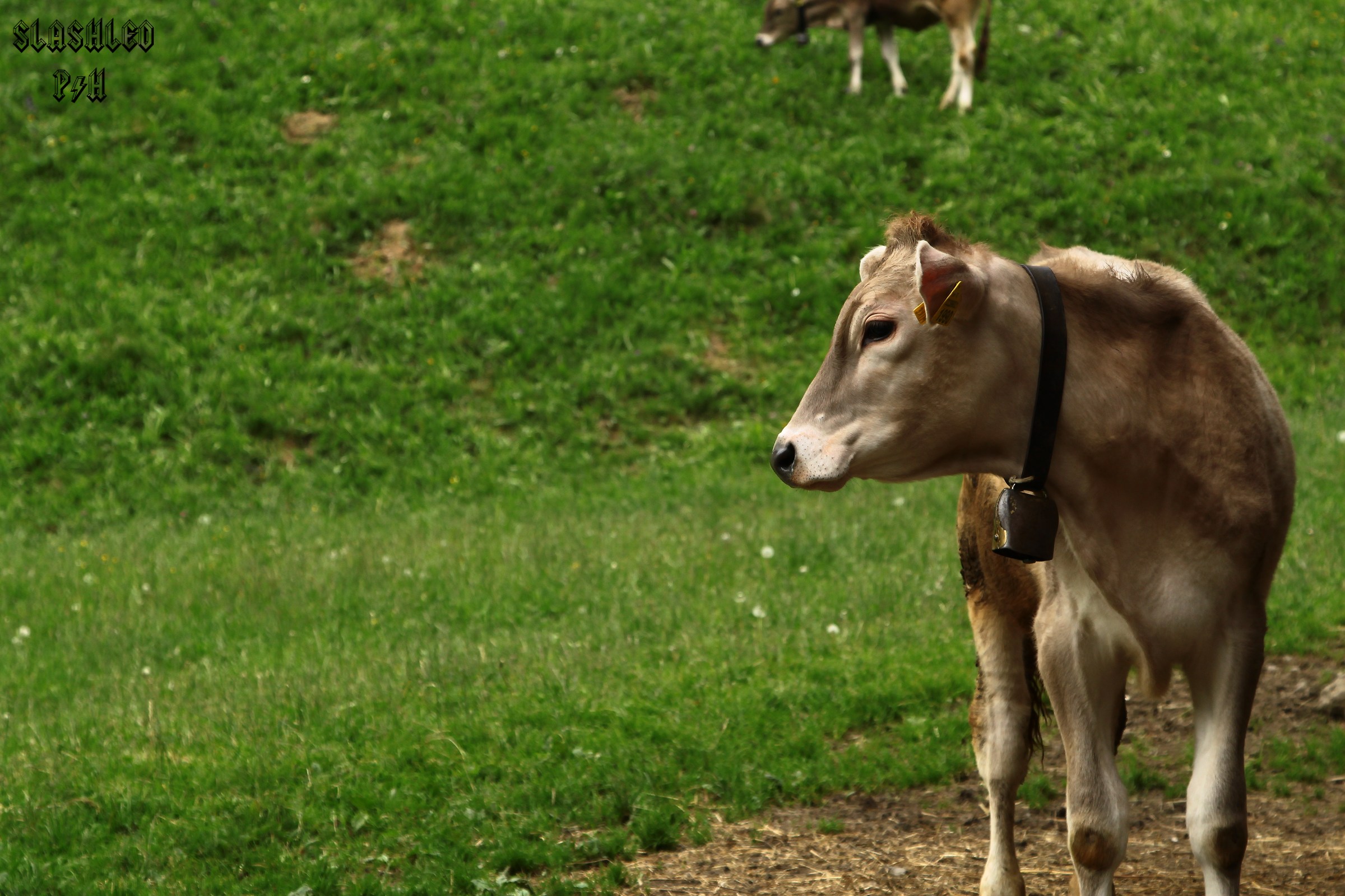 Mike, il vitello curioso