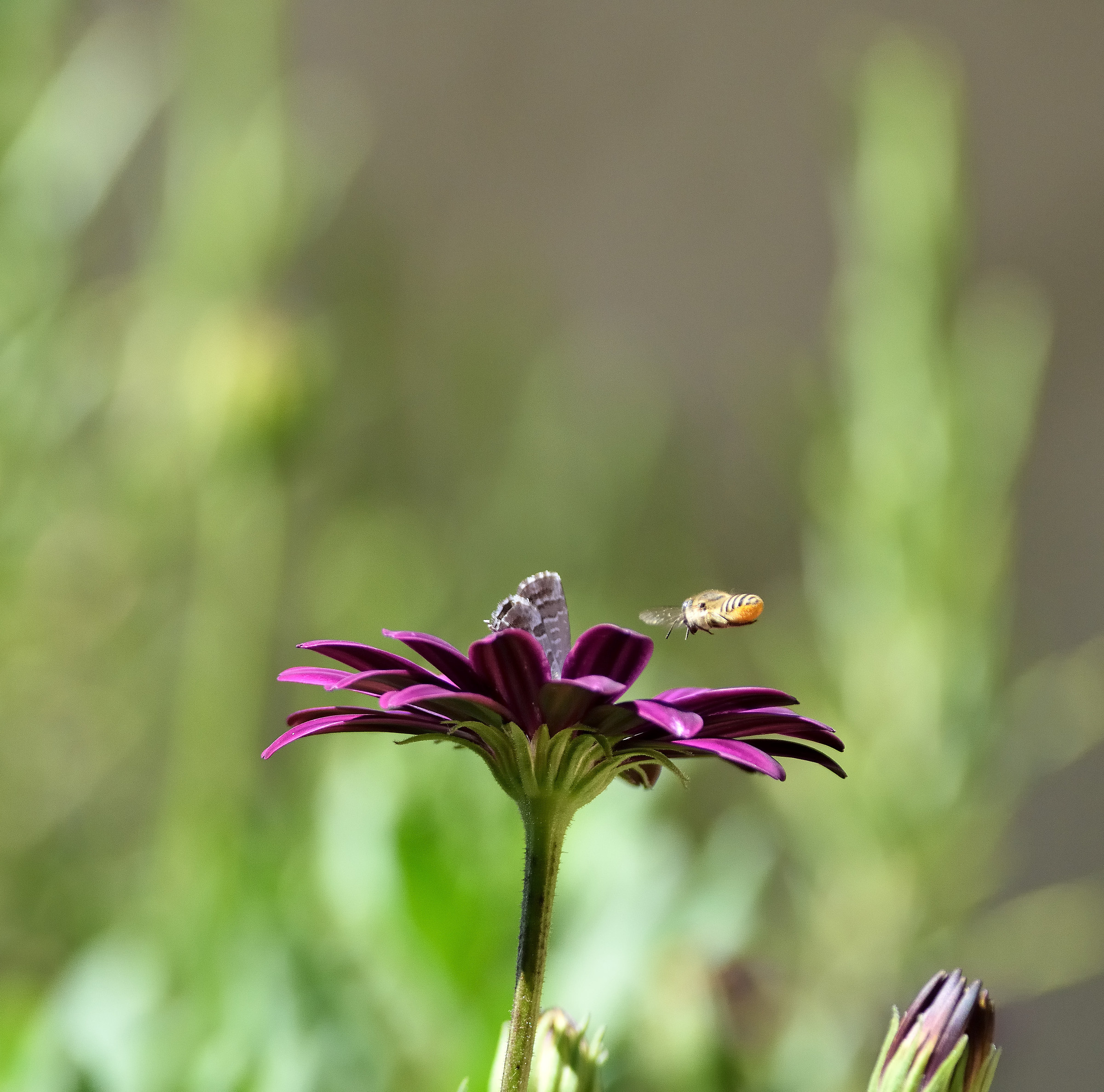 Vai via questo fiore è mio!..
