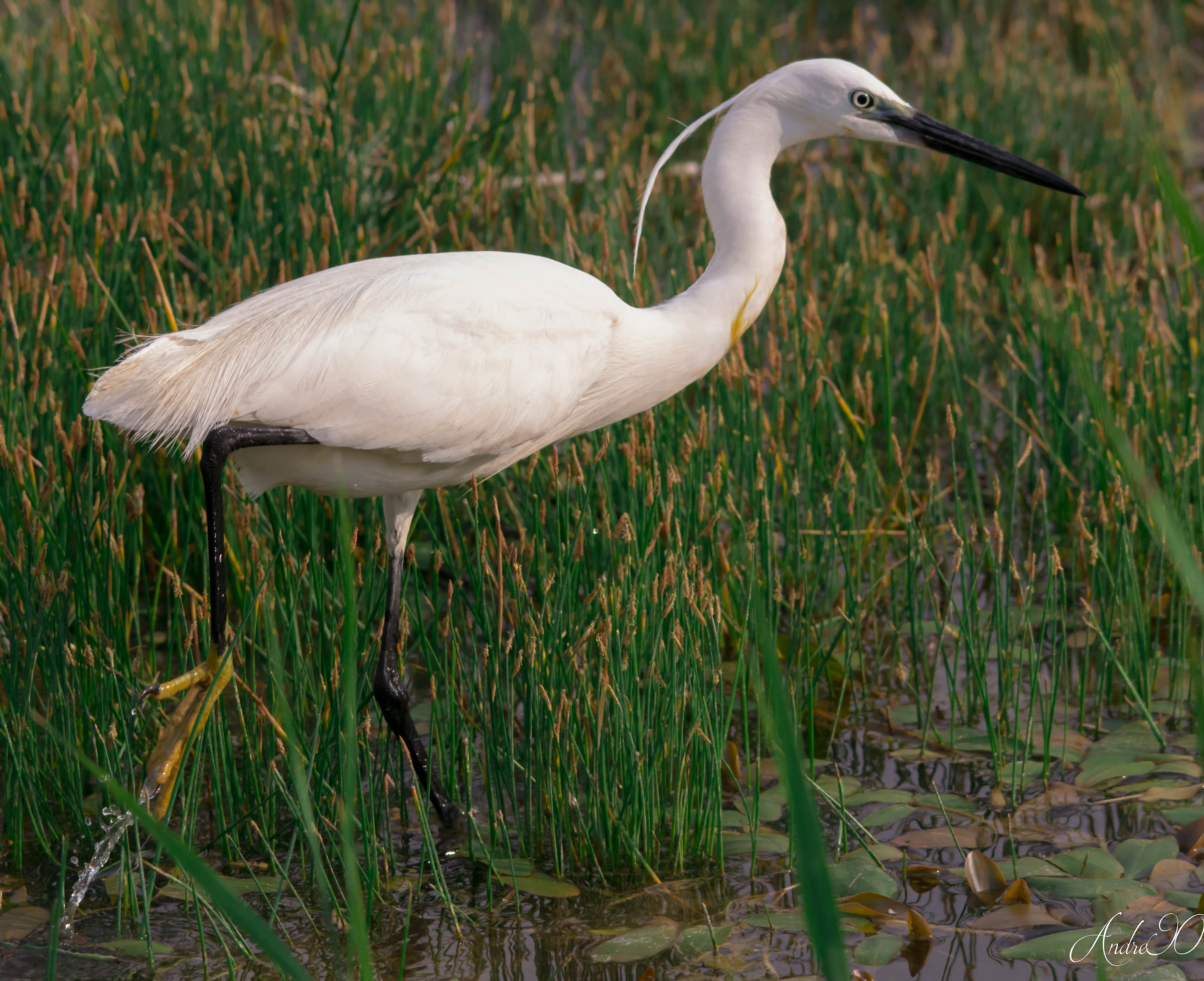 Egret